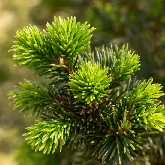 Cèdre du japon 'Bandai sugi' (Cryptomeria japonica) — gros plan sur jeunes pousses d’aiguilles vertes