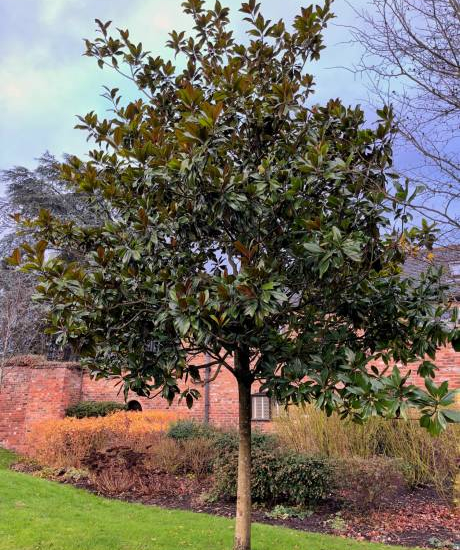 Magnolia 'Little gem pyramide'