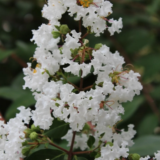 Lilas des indes 'Petit canaille blanc'