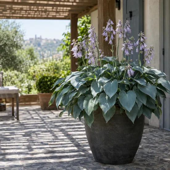 Hosta 'Halcyon' — plante vivace en pot fleuri sur terrasse ombragée · Photo d'illustration