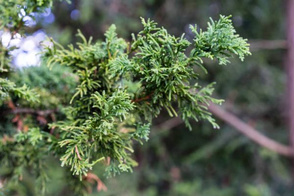 Cyprès du japon 'Nana gracilis'