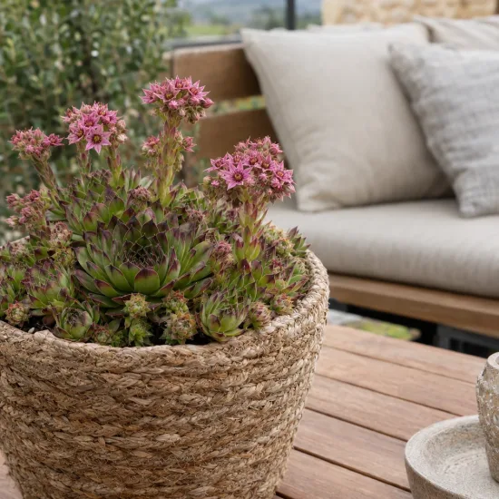 Joubarbe verte à pointe violacée 'Lusignan' (Sempervivum) — succulente en pot tressé avec hampes fleuries roses · Photo d'illustration