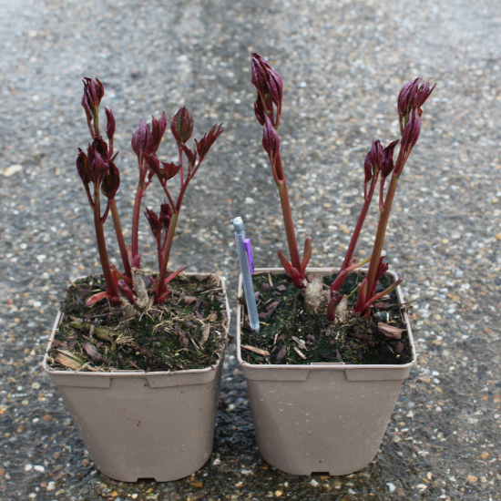 Pivoine 'Sarah bernhardt rose argente'