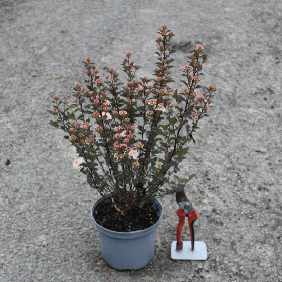 Physocarpe 'Tiny wine'