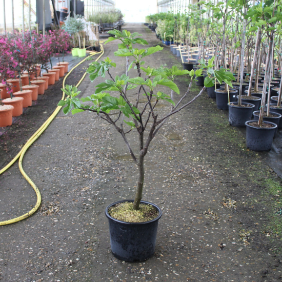 Figuier 'Sultane'