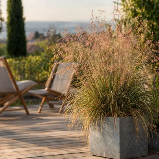 Eragrostis 'Pure love grass' (Eragrostis trichodes) — grand graminée vaporeuse en pot sur terrasse · Photo d'illustration