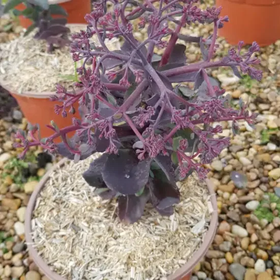 Orpin d'automne 'Seduction hot rose dark stems' (Sedum telephium) — jeune plante charnue aux tiges pourpres en pot