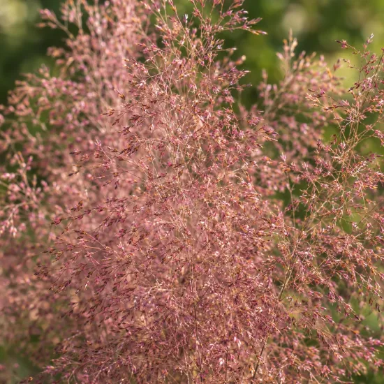 Eragrostis 'Pure love grass' (Eragrostis trichodes) — panicules vaporeuses rose mauve sur fond vert