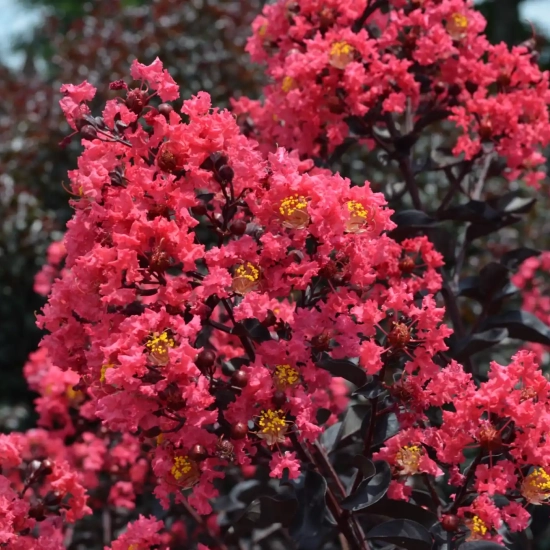 Lilas des indes 'Midnight magic'