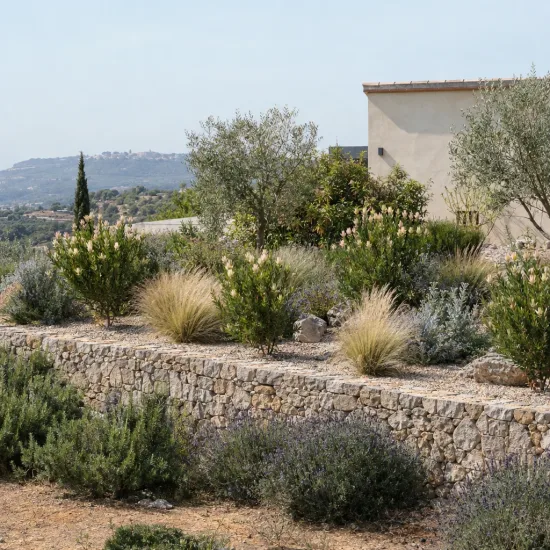 Leucadendron 'Cream delight' (Leucadendron salignum) — massif méditerranéen en terrasses avec arbustes fleuris · Photo d'illustration
