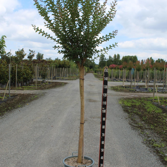 Lilas des indes 'Grand cru'