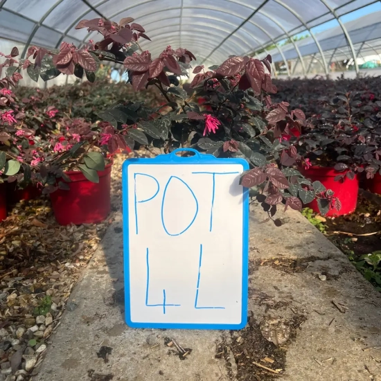 Loropétale de chine 'Pipa s red'