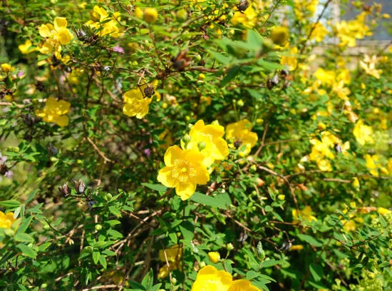 Le Millepertuis à grandes fleurs ou rose de Sharon