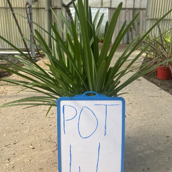 Agapanthe 'Lapis Lazuli'