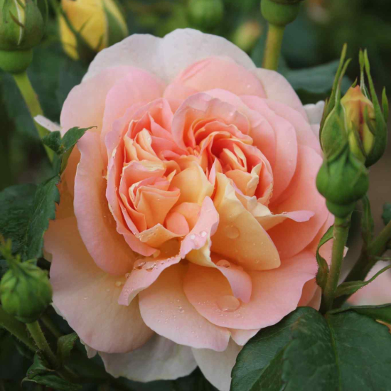 Rosier 'Amelie nothomb'