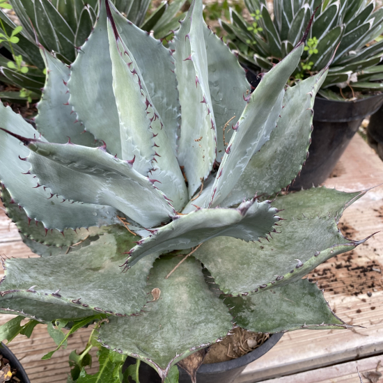 Agave 'Matapensis'