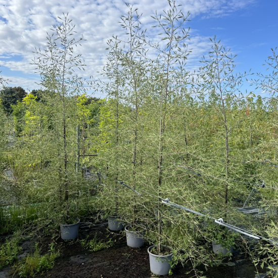 Aulne glutineux 'Imperialis'