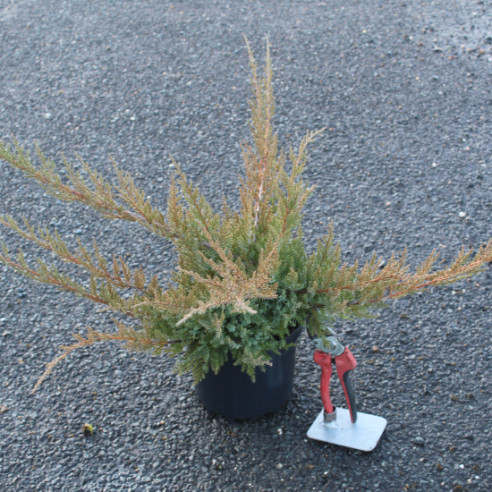 Genévrier de pfitzer 'Pfitzeriana'