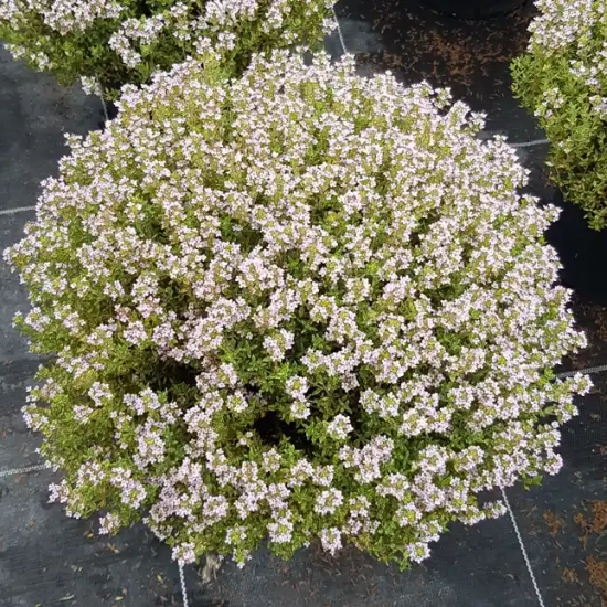 Thymus vulgaris