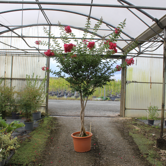 Lilas des indes 'Grand cru'