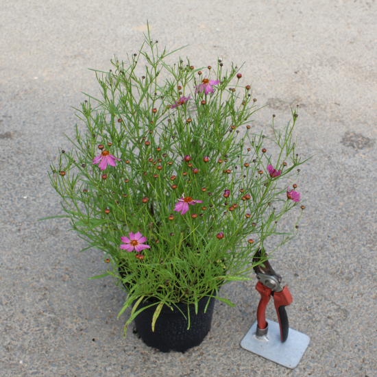 Coréopsis à grandes fleurs 'Ladybird'