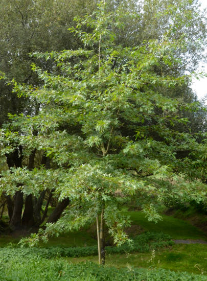 Chêne à feuilles de saule
