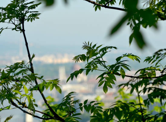 Févier d'amérique 'Skyline'