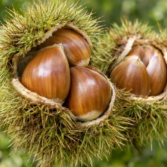 Châtaigner 'Bournette' (Castanea sativa) — gros plan de bogues ouvertes montrant trois fruits
