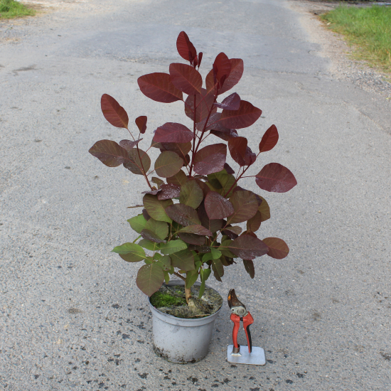 Arbre à perruque 'Grace'