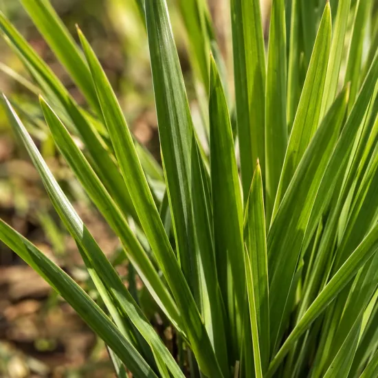 Lis des cafres (Schizostylis coccinea) — longues feuilles vertes dressées en touffe dense · Photo d'illustration