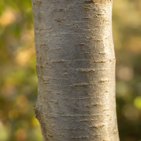 Idesia (Idesia polycarpa) — tronc d’arbre en gros plan · Photo d'illustration