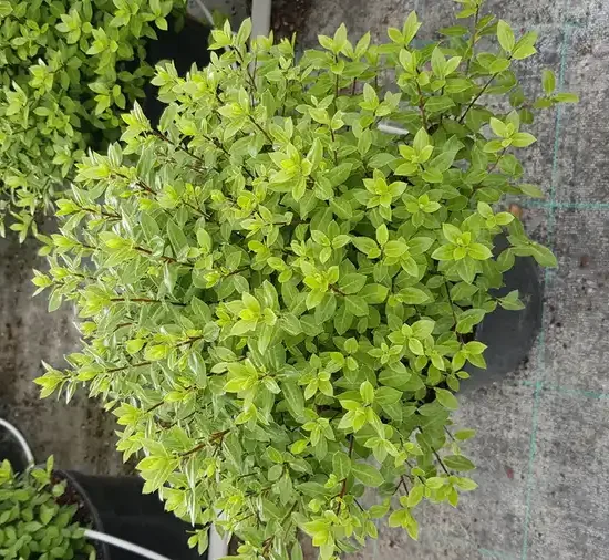 Pittospore 'Midget' (Pittosporum tenuifolium) — touffe dense de petits feuillages vert clair · Pot 3L Touffe