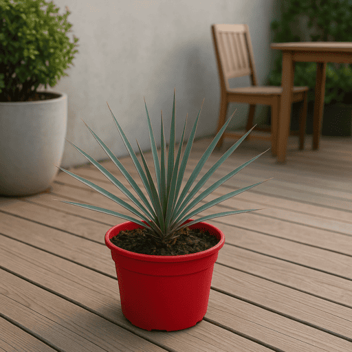 Yucca Rostrata