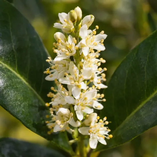 Laurier palme 'Genoliar mariblon' (Prunus laurocerasus) — grappe de petites fleurs blanches et boutons · Photo d'illustration