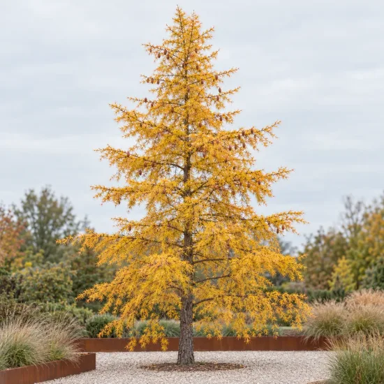 Mélèze commun (Larix decidua) — grand conifère isolé au feuillage jaune doré · Photo d'illustration