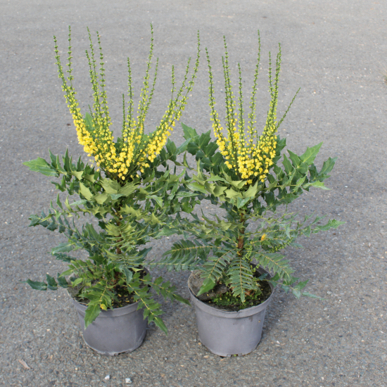 Mahonia 'Winter sun'
