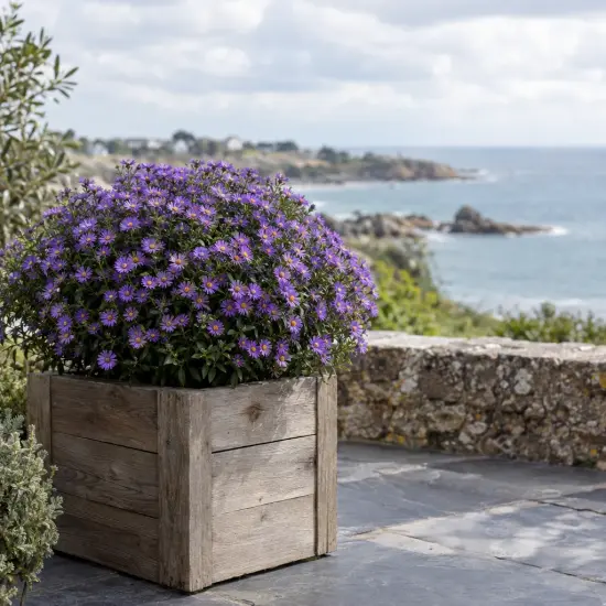 Aster nain 'Augenweide' (Aster dumosus) — massif de petites fleurs violettes en bac bois