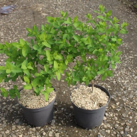 Chèvrefeuille de tartarie 'Hack s red'