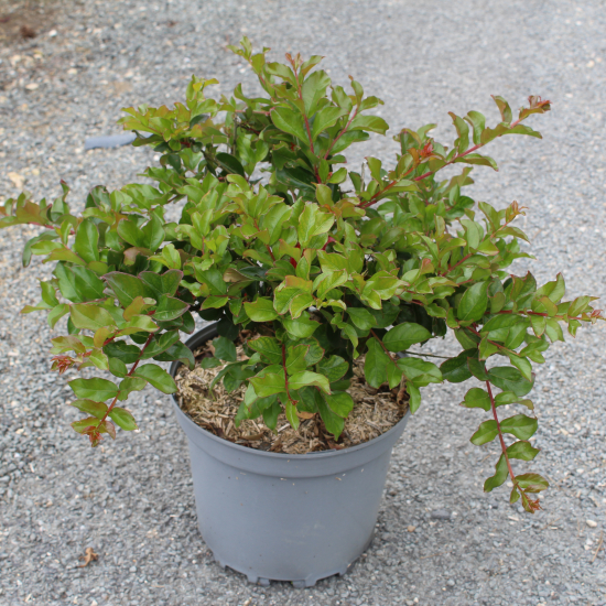 Lilas des indes 'Perigord pourpre'