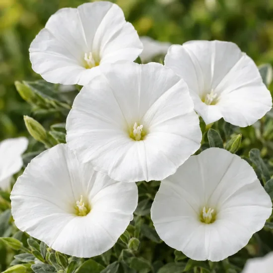Liseron de mauritanie 'New white moon' (Convolvulus sabatius) — gros plan de fleurs blanches en entonnoir