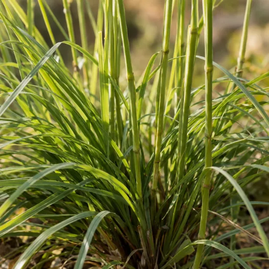 Herbe aux écouvillons 'Queue d'or' (Pennisetum macrourum) — touffe de graminée aux tiges dressées vertes · Photo d'illustration