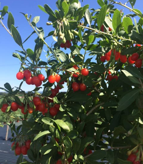 Goji
