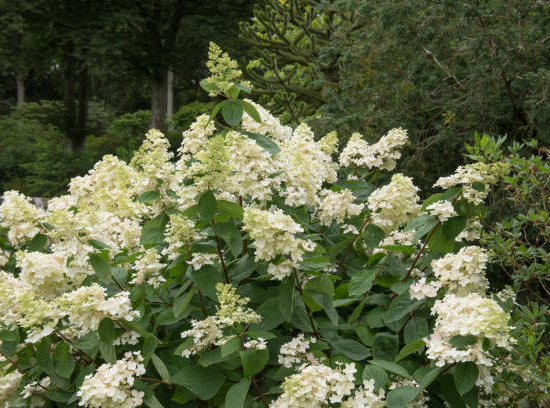 Hortensia paniculé 'Unique'