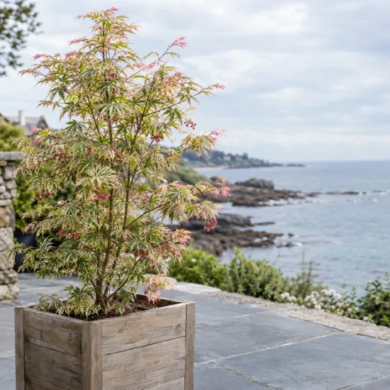 Érable du japon 'Butterfly' (Acer palmatum) — arbuste décoratif en bac bois sur terrasse littorale · Photo d'illustration