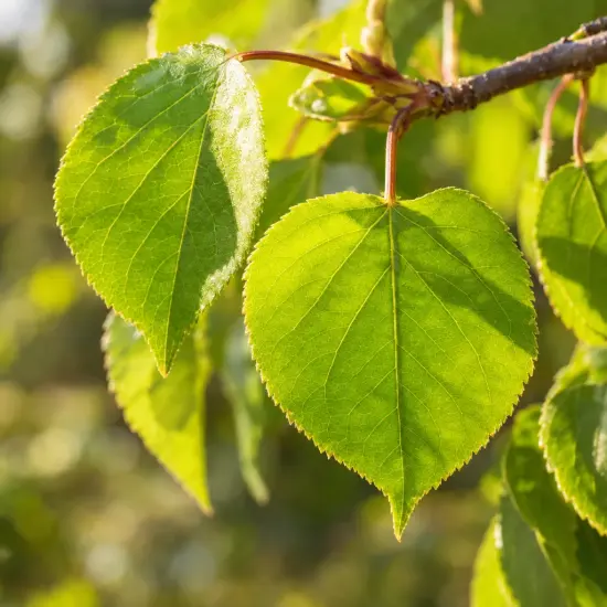 Abricotier 'Royal' (Prunus armeniaca) — gros plan de feuilles vertes dentelées