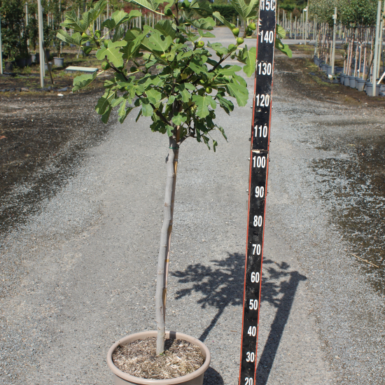 Figuier brown turkey