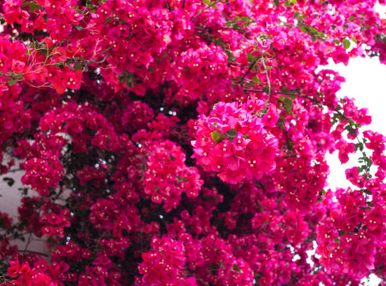 Bougainvillée glabra trep. 'fuchsia'