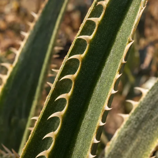 Broméliacée du chili (Puya chilensis) — gros plan sur feuilles rigides épineuses · Photo d'illustration