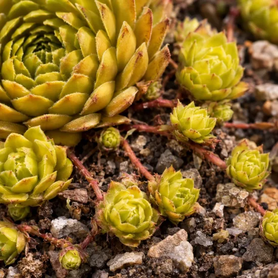 Joubarbe jaune orangé 'Gold mine' (Sempervivum) — rosettes succulentes vert doré sur sol caillouteux · Photo d'illustration