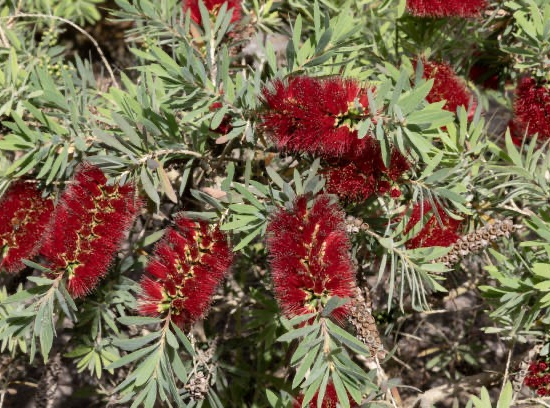 Rince-bouteille 'mini red'